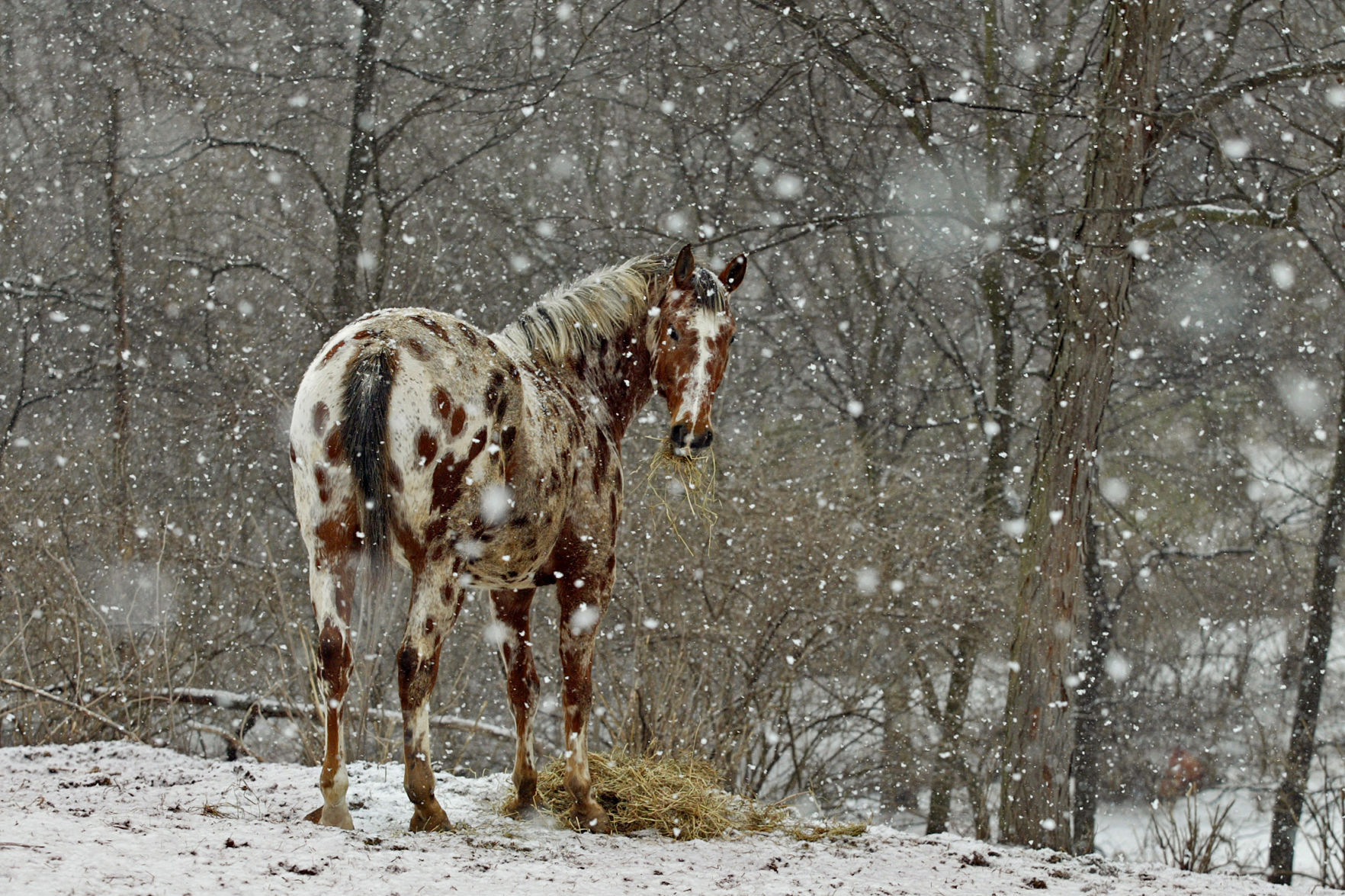 Snow and spots in Fenton